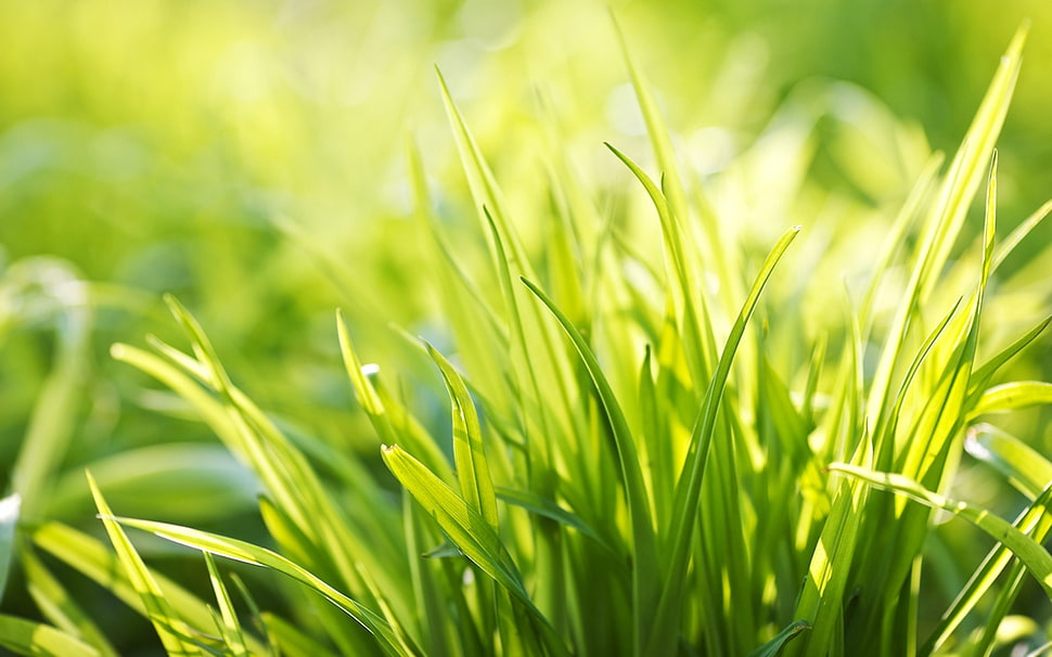 shallow focus of green grass HD wallpaper